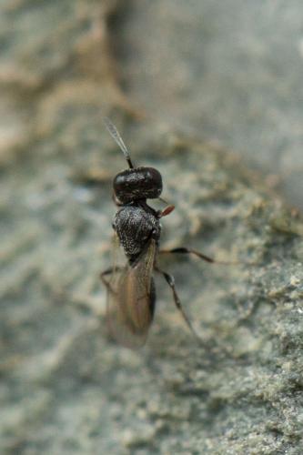 Scelioninae